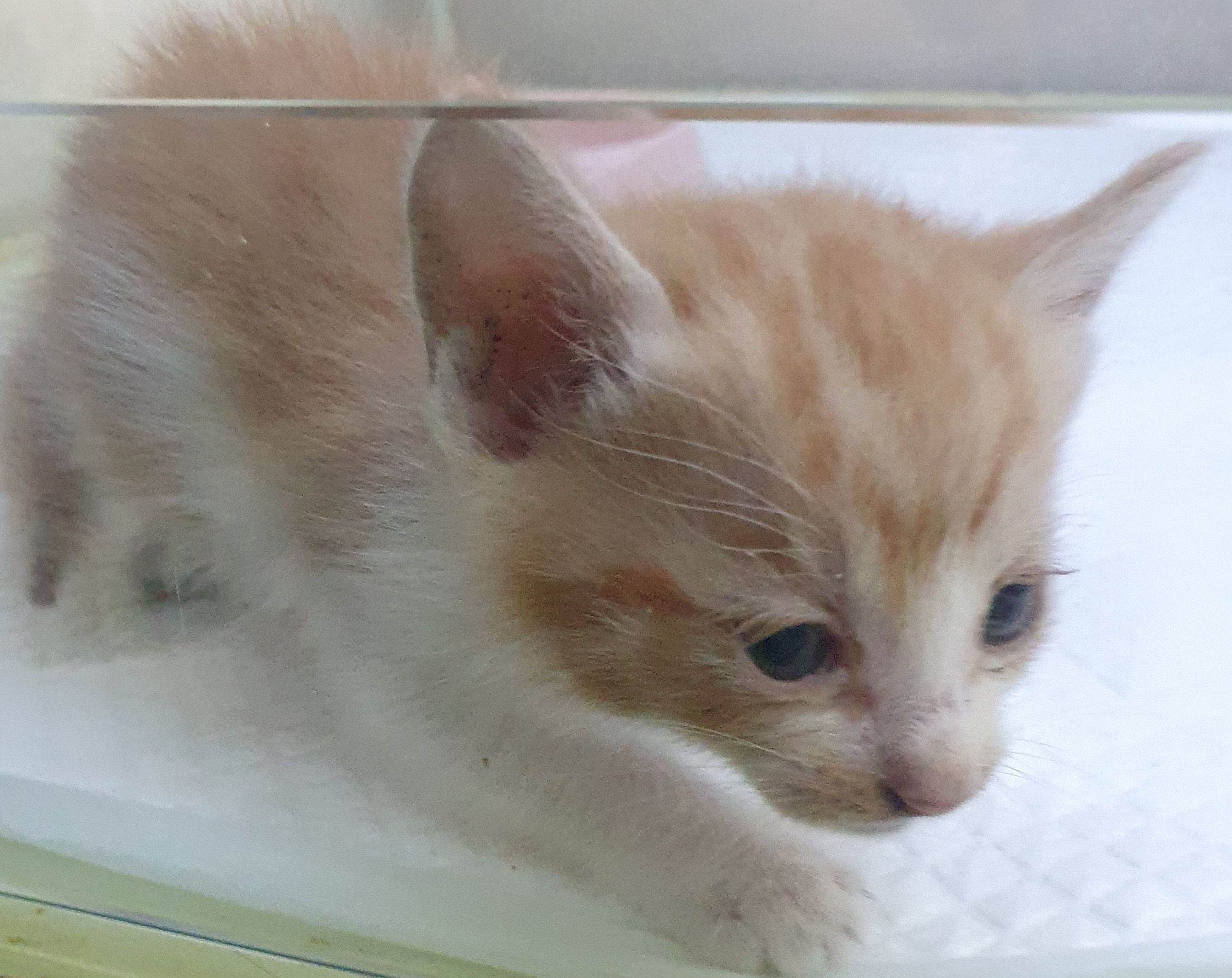디아크 동물종합병원_411320202500415